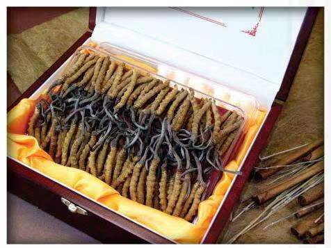 福州冬虫夏草回收?